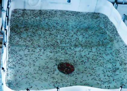 Clarias gariepinus fingerlings