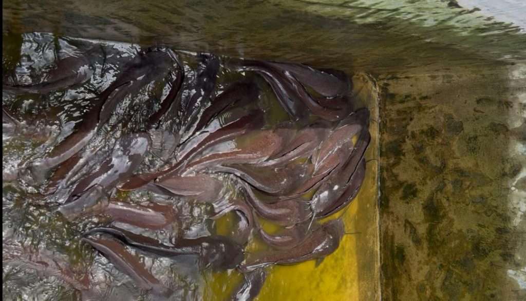 Broodstock In A Concrete Pond. Image Credit: Freg Agro Limited