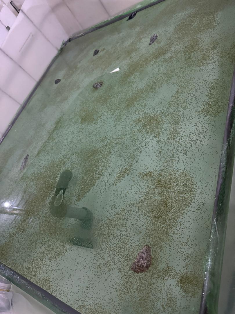 Catfish eggs spread on a net. Image Credit: Freg Agro Limited