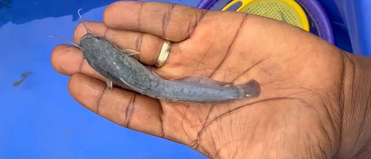 Catfish Juvenile