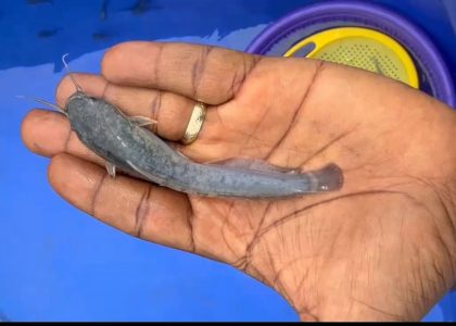 Catfish Juvenile